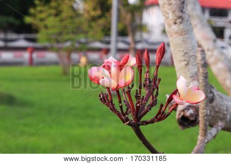 plumeria flower pink or desert rose beautiful tree on sky background ( Common name Apocynaceae Frangipani Pagoda Temple )