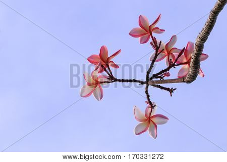 plumeria flower pink or desert rose beautiful tree on sky background ( Common name Apocynaceae Frangipani Pagoda Temple )
