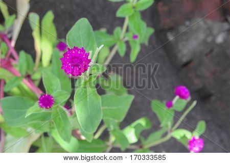 Globe amaranth or Gomphrena globosa flower in the garden