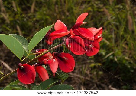 Closeup Bunch of Red Flowers Isolated on Background 1