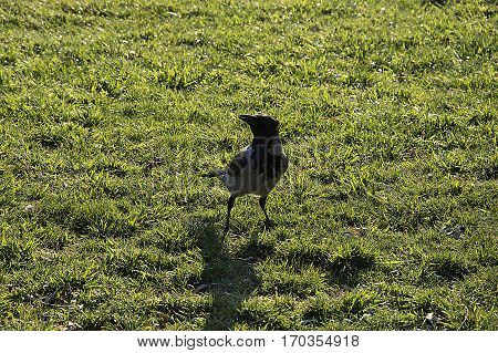 Where do you look at the crow. wild life