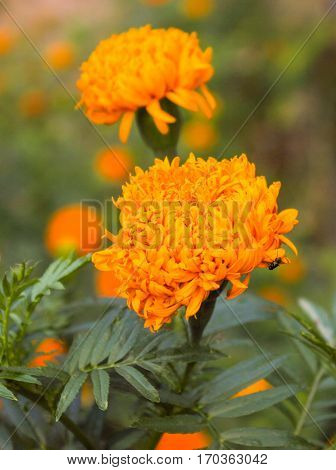 marigold worship for Buddha and buddhist sabbath.