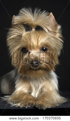 Young dog breed Yorkshire Terrier. Fashionable haircut. Studio photography.