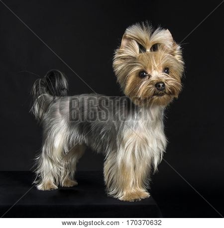Young dog breed Yorkshire Terrier. Fashionable haircut. Studio photography.