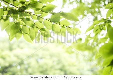 Fresh green carpinus tschonoskii leaves with branch growing in upper sideways