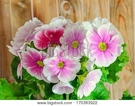 Primula Obconica Touch Me, Pink With White Flowers, Green Leaves, Close Up, Wood Background