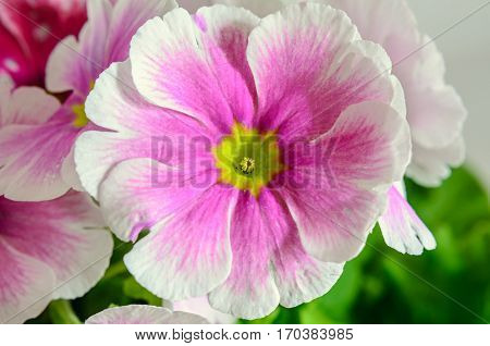 Primula Obconica Touch Me, Pink With White Flowers, Green Leaves, Close Up Macro