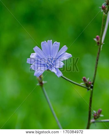 Cichorium Intybus Blue Flower, Close Up, Green Bookeh Background, In Romania Known As 