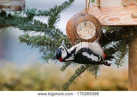 Great spotted woodpecker bird in black, white, crimson red patch on nape hanging from coconut shell suet treats made of fat, sunflower seeds during winter in Europe (Dendrocopos major)