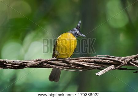 Black-crested bulbul, passerine bird in bright yellow with black crest perching on dried vine with blurred green forest background (Pycnonotus flaviventris) 