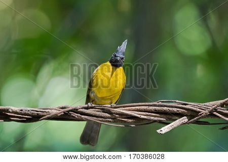 Black-crested bulbul, passerine bird in bright yellow with black crest perching on dried vine with blurred green forest background (Pycnonotus flaviventris) 