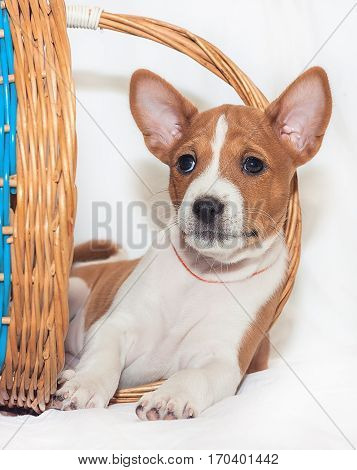 beautiful, cute puppy dogs not barking African dog breed basenji