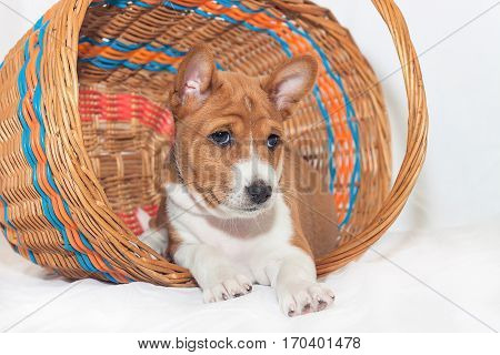beautiful, cute puppy dogs not barking African dog breed basenji