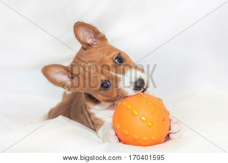 beautiful, cute puppy dogs not barking African dog breed basenji