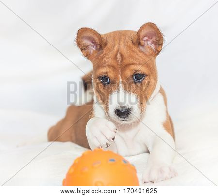 beautiful, cute puppy dogs not barking African dog breed basenji