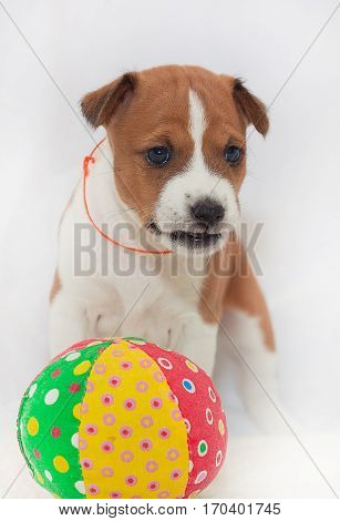 beautiful, cute puppy dogs not barking African dog breed basenji