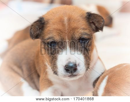 beautiful, cute puppy dogs not barking African dog breed basenji