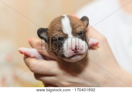 beautiful, cute puppy dogs not barking African dog breed basenji