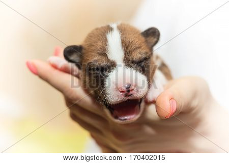 beautiful, cute puppy dogs not barking African dog breed basenji