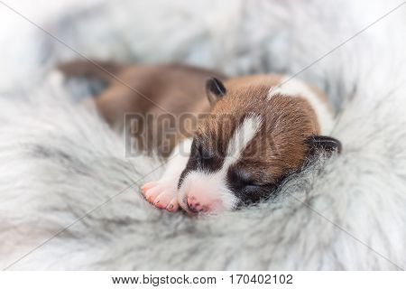 beautiful, cute puppy dogs not barking African dog breed basenji