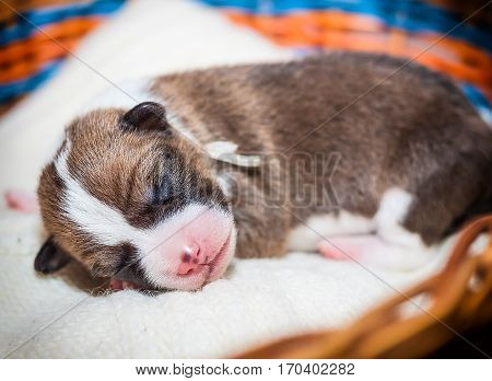 beautiful, cute puppy dogs not barking African dog breed basenji