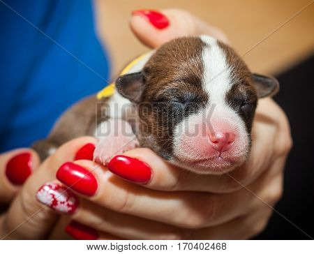 beautiful, cute puppy dogs not barking African dog breed basenji