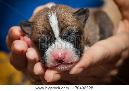 beautiful, cute puppy dogs not barking African dog breed basenji