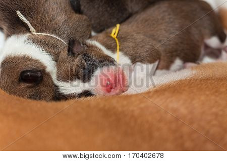 beautiful, cute puppy dogs not barking African dog breed basenji