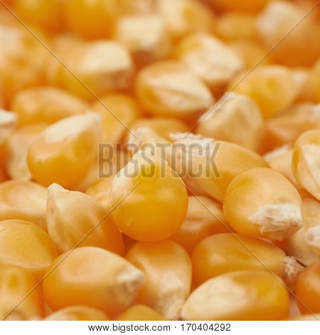Surface coated with multiple corn kernels as a background composition with a shallow depth of field