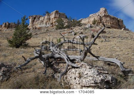 Wyoming Stillife