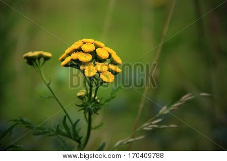 Many small flowers in bright yellow in a meadow