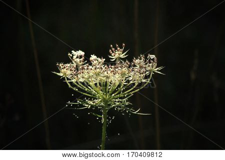 A white wide open flower with spiderwebs
