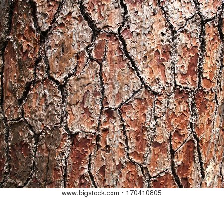 texture of bark pine tree growing in the mountains