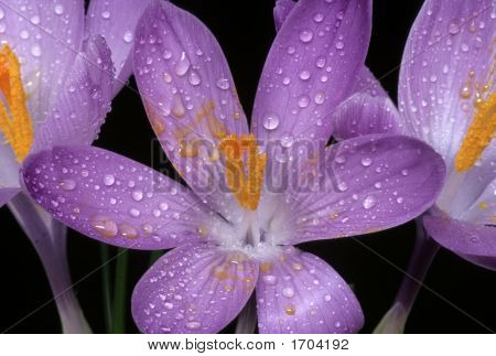Crocus