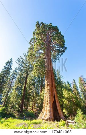 Giant Sequoia redwood trees with blue sky