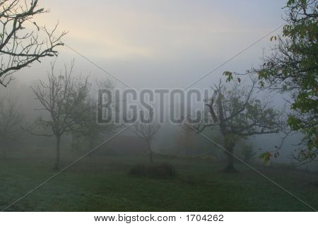 Brouillard dans le verger