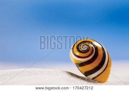 bright polymita shell on white beach sand under the sun light, shallow dof