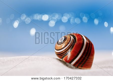 bright polymita shell on white beach sand under the sun light, shallow dof