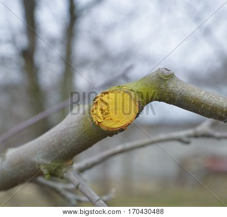 Winter Pruned And Protected Apple Tree