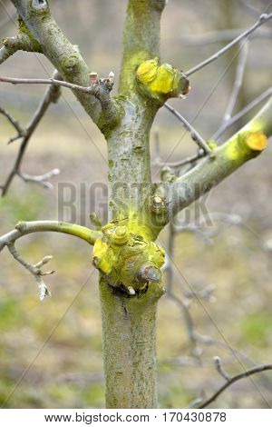 Winter Pruned And Protected Apple Tree