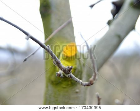 Winter Pruned And Protected Apple Tree