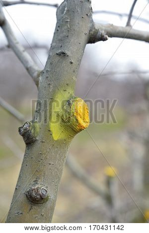 Winter Pruned And Protected Apple Tree