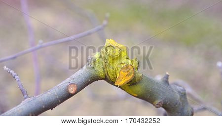 Winter Pruned And Protected Apple Tree