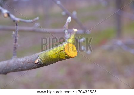 Winter Pruned And Protected Apple Tree