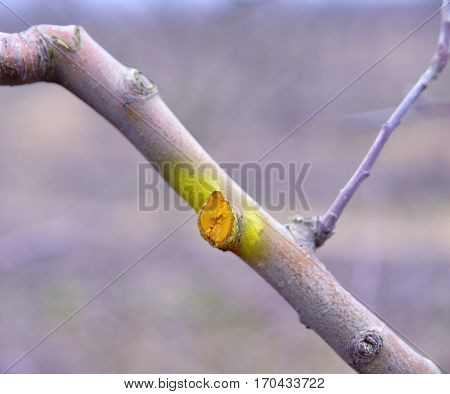 Winter Pruned And Protected Apple Tree
