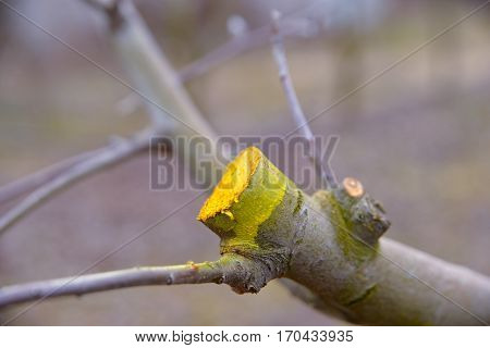 Winter Pruned And Protected Apple Tree