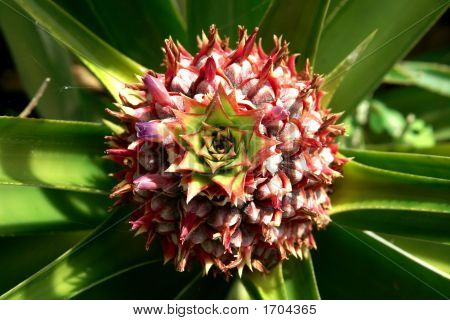 Youngpineapple