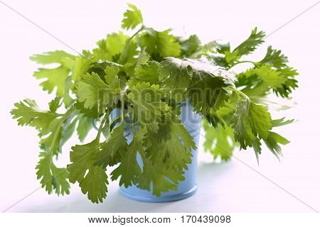 Fresh organic coriander or cilantro in a bucket