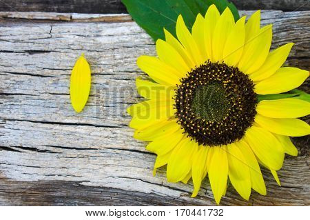 Decorative yellow sunflower on the wooden background