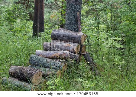 a pile of wooden logs in the forest
